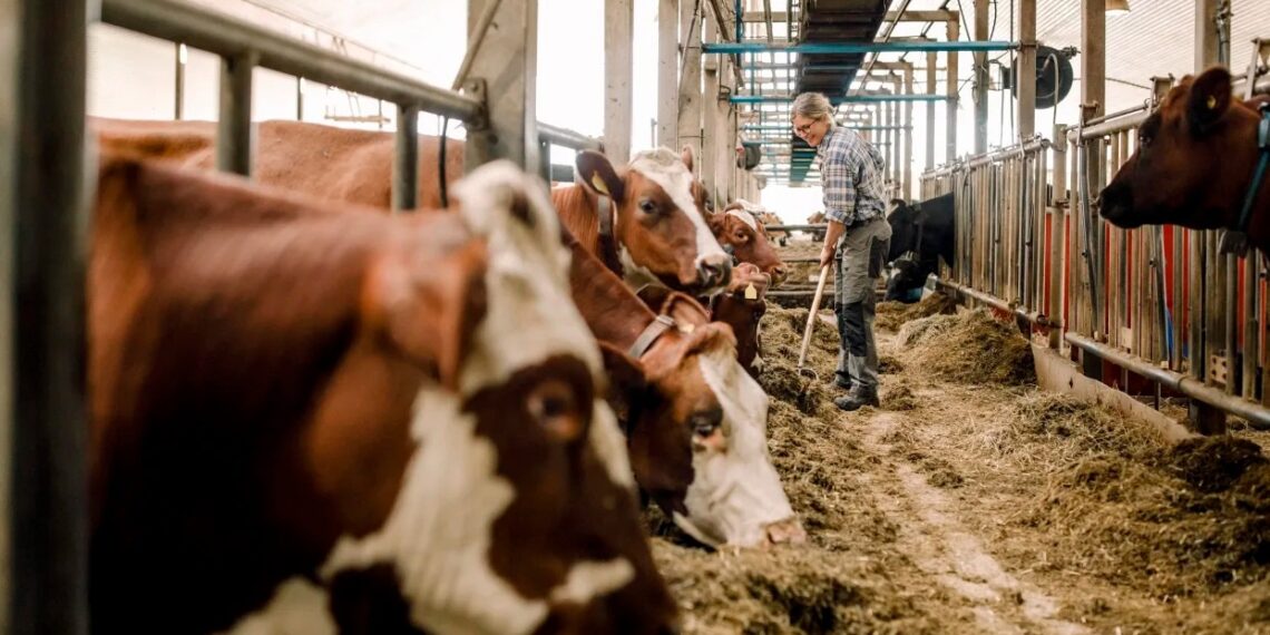 The latest on bird flu: How it’s spread, what it means for milk and eggs and more