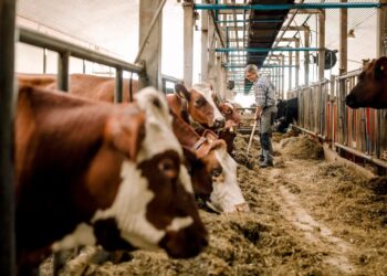 The latest on bird flu: How it’s spread, what it means for milk and eggs and more